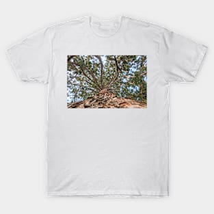 Tree at Monastery Rheinau - Switzerland T-Shirt